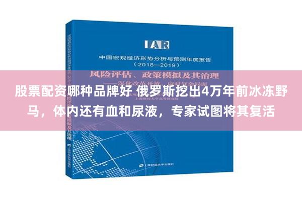 股票配资哪种品牌好 俄罗斯挖出4万年前冰冻野马，体内还有血和尿液，专家试图将其复活